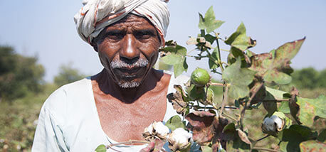 Indian-Farmer-In-Cotton