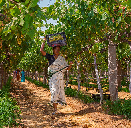 woman-worker-in-saree-carrying-harvested-grapes-in-plastic-crate